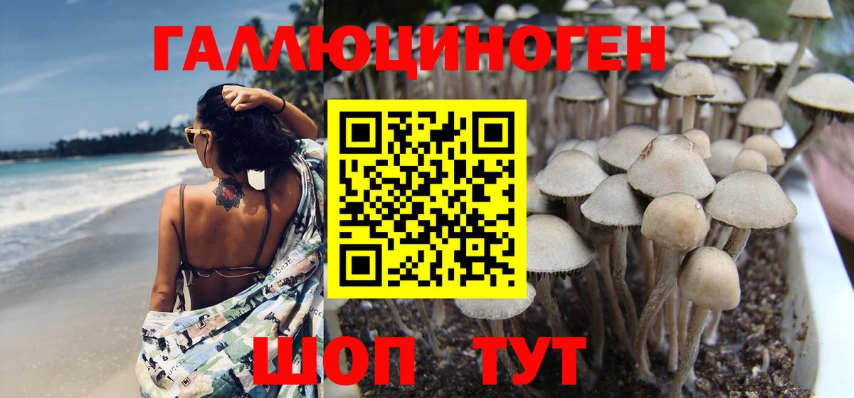 Новосибирск  Псилоцибиновые грибы мухоморы  Вход с VPN 